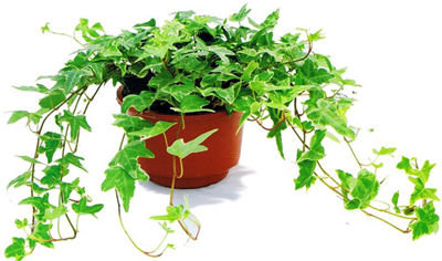 記住這四條規(guī)則，巧用植物甲醛治理！