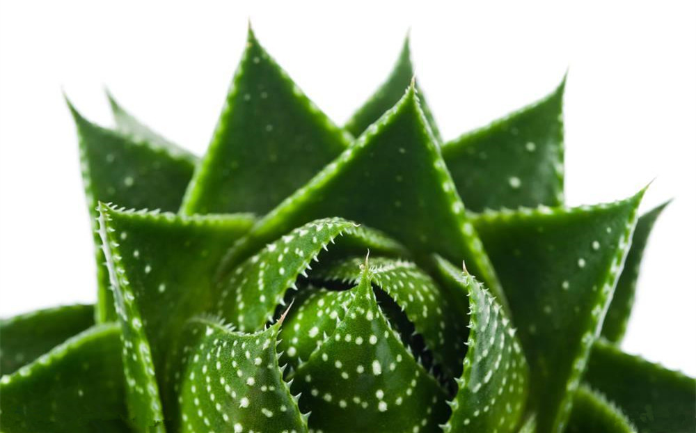 記住這四條規(guī)則，巧用植物甲醛治理！