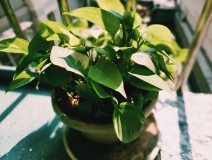 植物能治理甲醛嗎？科學(xué)使用植物很重要